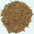Новые семена кориандра / высококачественные семена